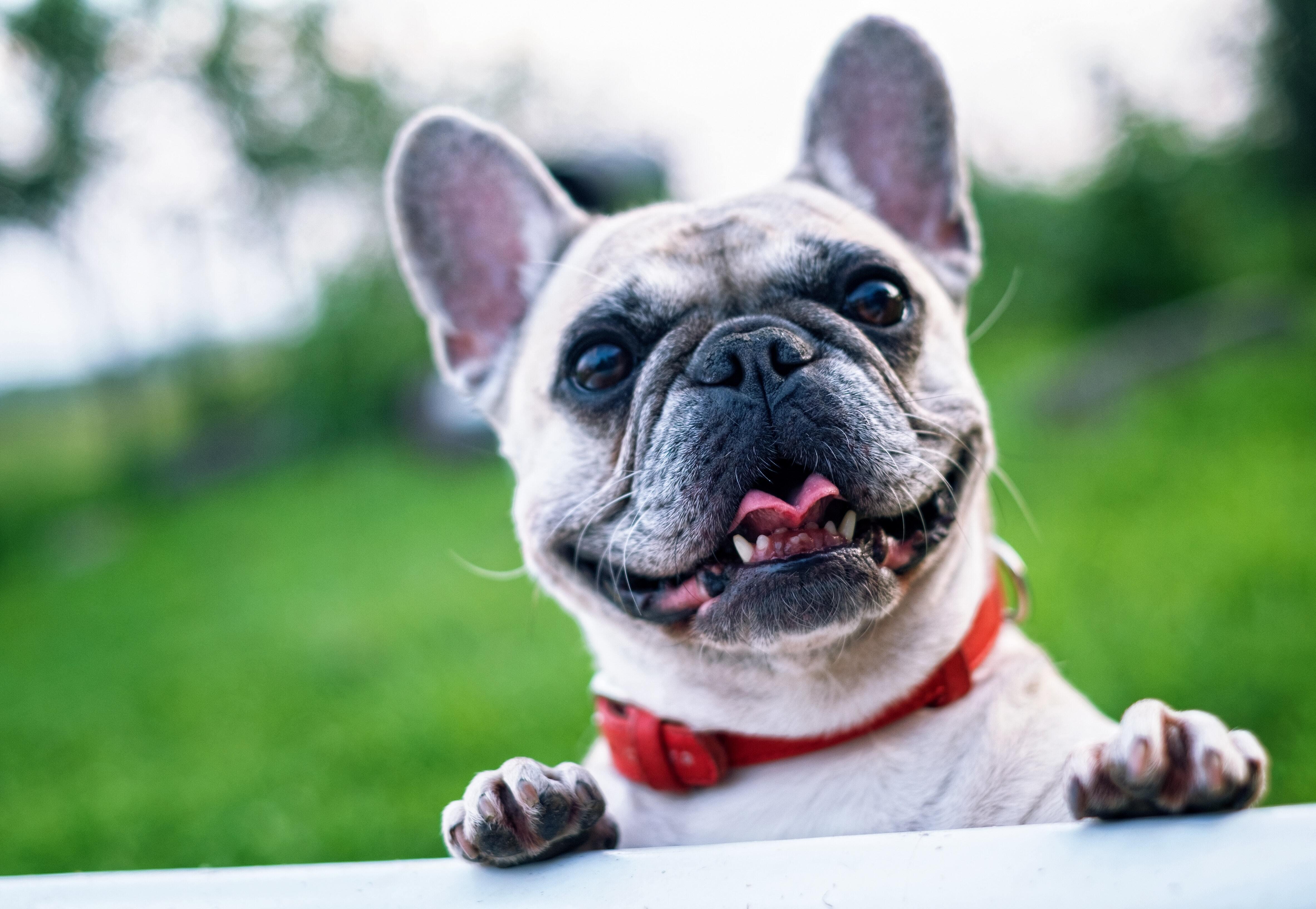 bulldog on fence with red collar 